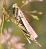 Oncocera semirubella